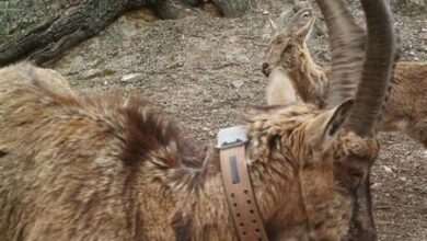 Yaban Hayatı İzleme Rehberi: Vahşi Yaşamı Keşfetmek İçin En İyi Yöntemler